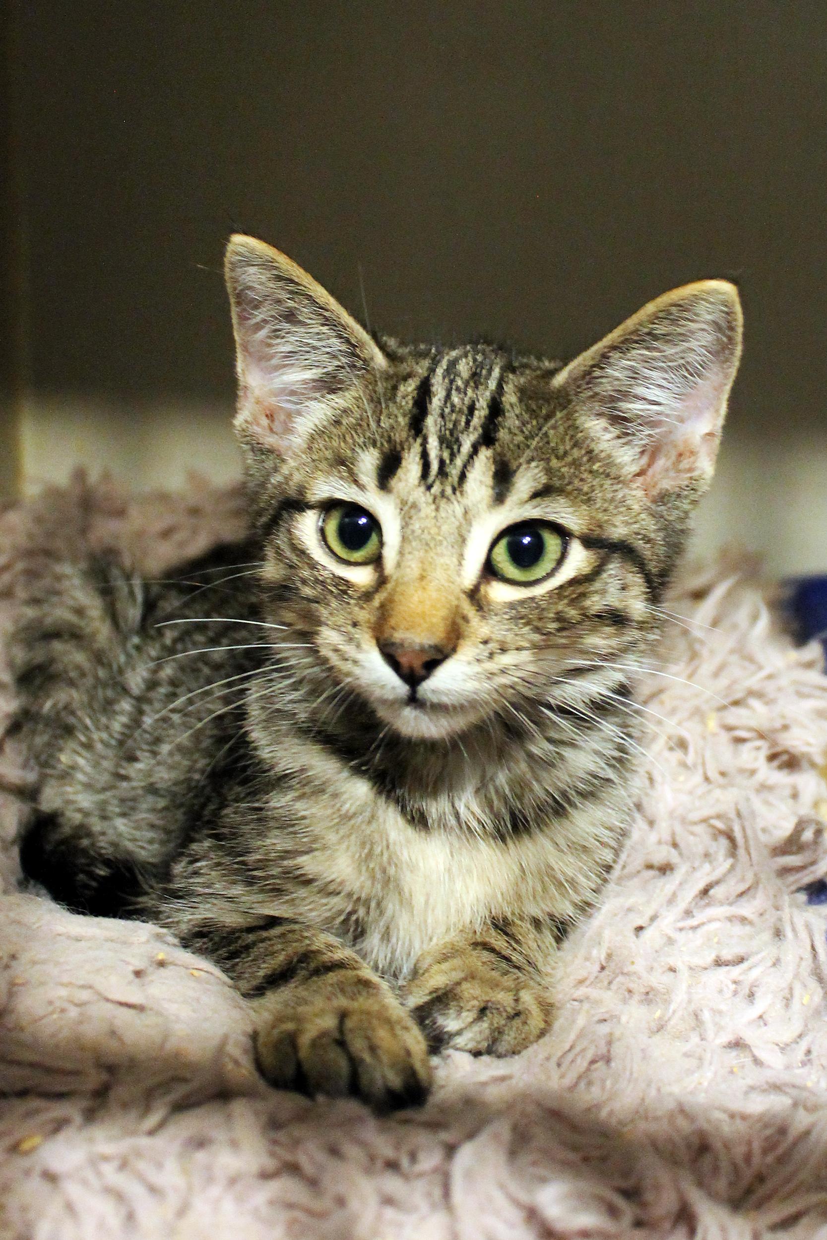 Enlarge Pesto, a Adoptable Domestic Short Hair in Guthrie, OK image 2/4