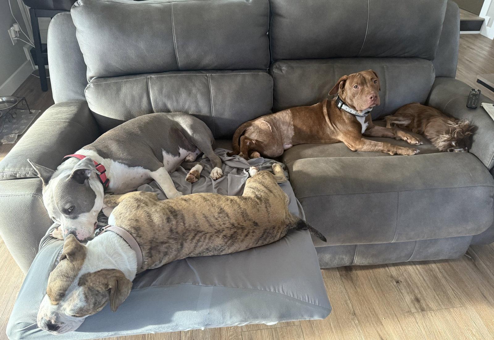 Gus, Adopted, Young Male Chocolate Labrador Retriever & Pit Bull Terrier.