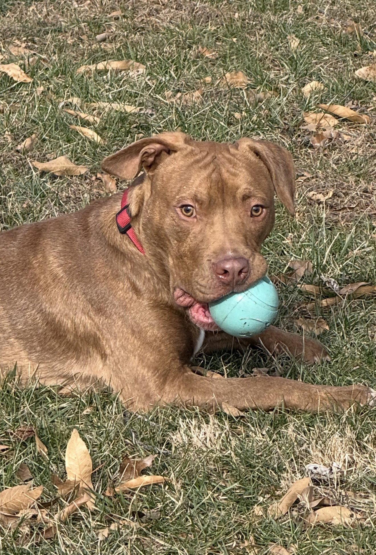 Enlarge Gus, a Adopted mixed breed in O'Fallon, MO image 3/3