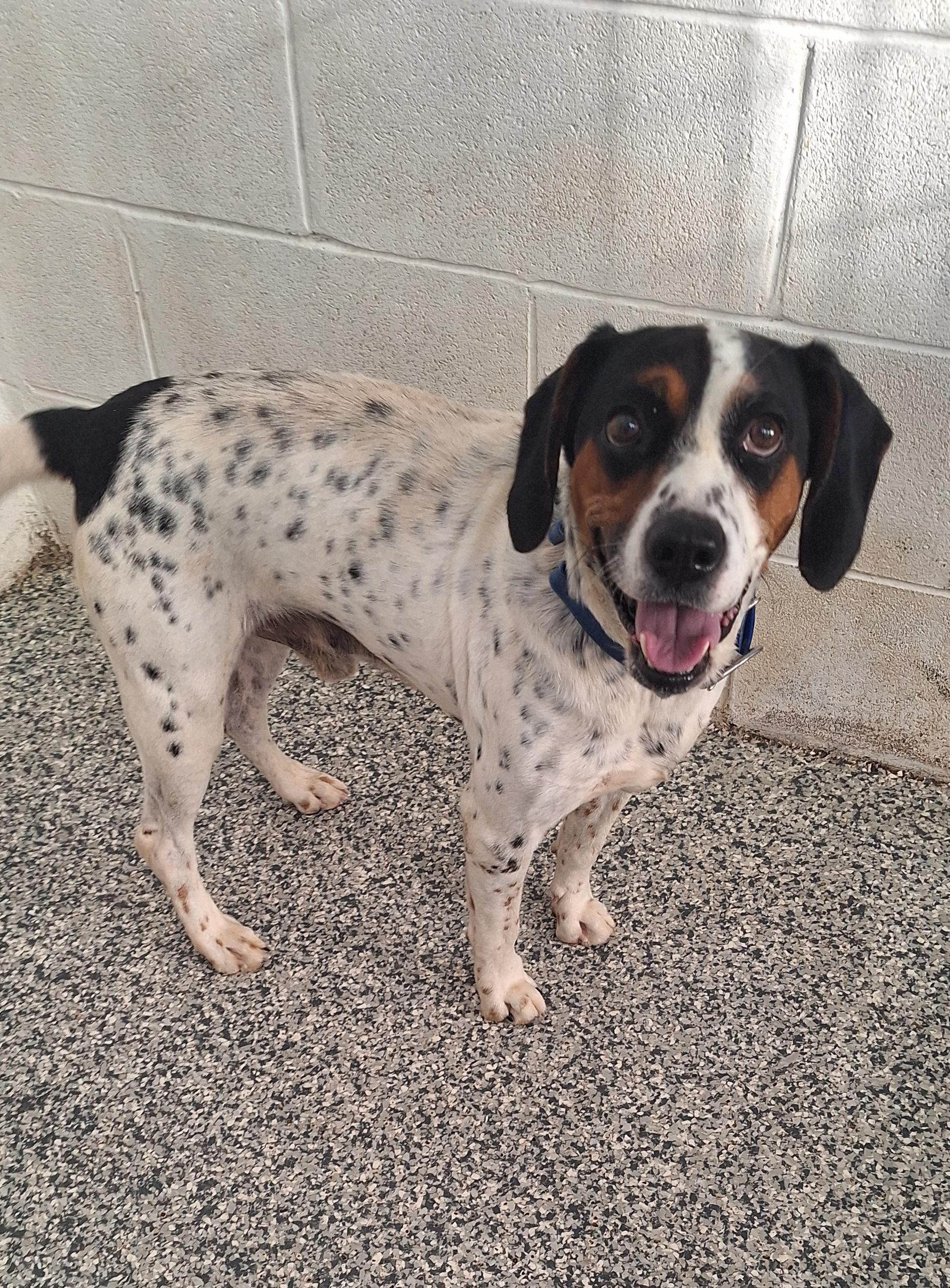 Enlarge Lazuras, a Adoptable mixed breed in Clay City, KY image 2/5