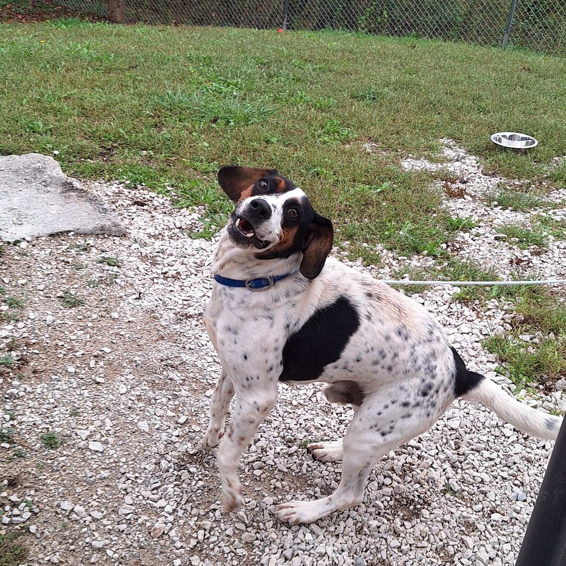 Enlarge Lazuras, a Adoptable mixed breed in Clay City, KY image 3/5