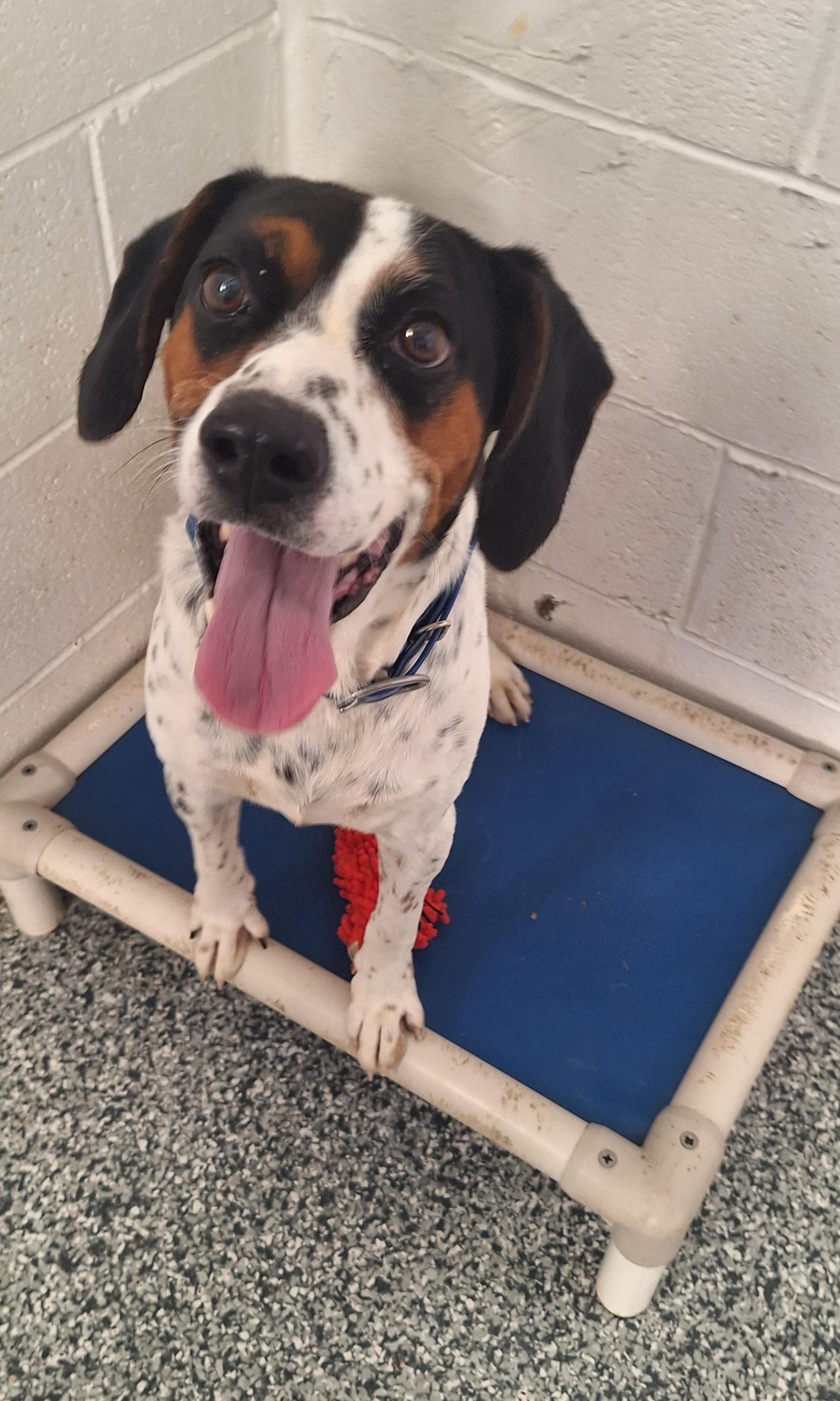 Enlarge Lazuras, a Adoptable mixed breed in Clay City, KY image 1/5
