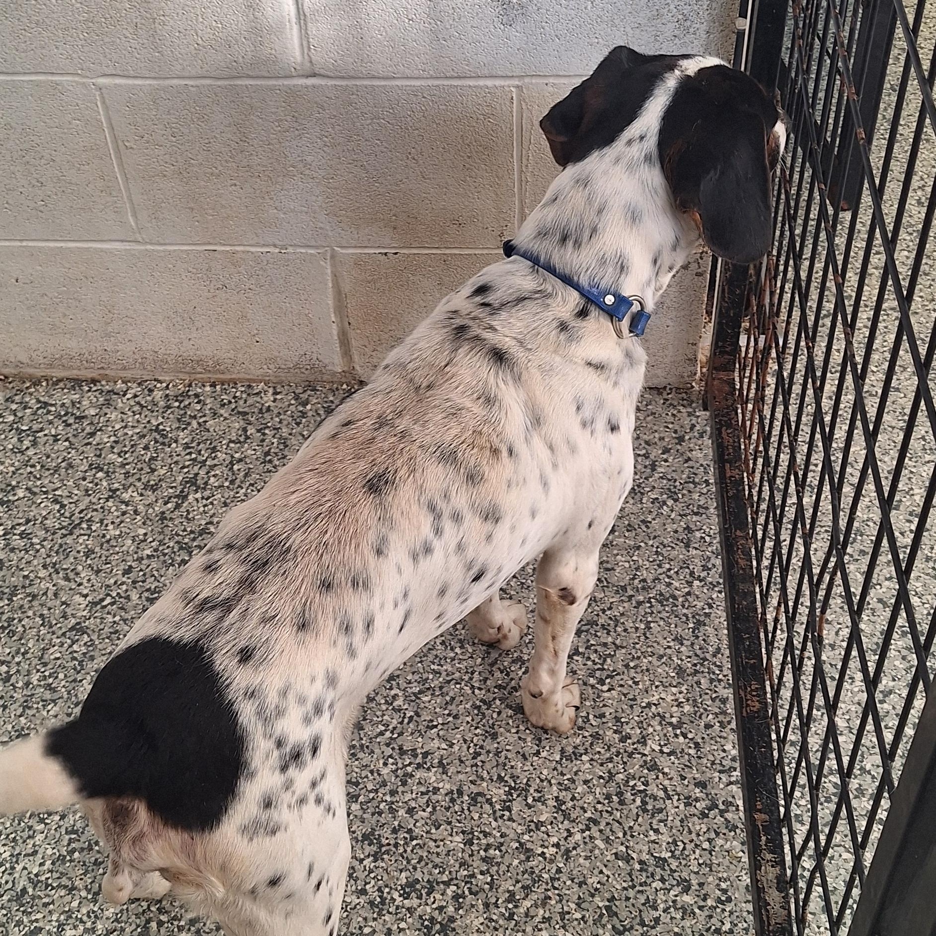 Enlarge Lazuras, a Adoptable mixed breed in Clay City, KY image 4/5