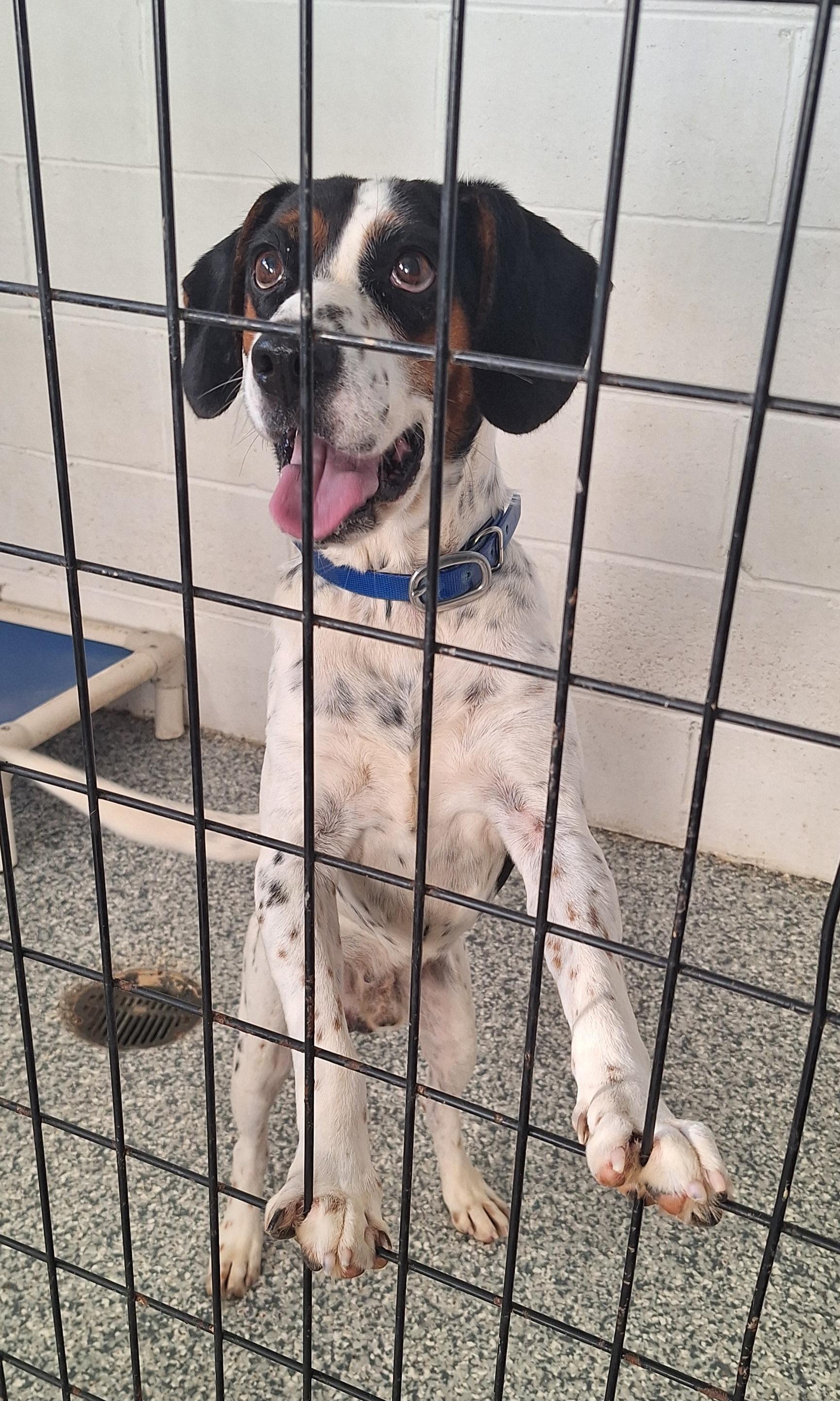 Enlarge Lazuras, a Adoptable mixed breed in Clay City, KY image 5/5