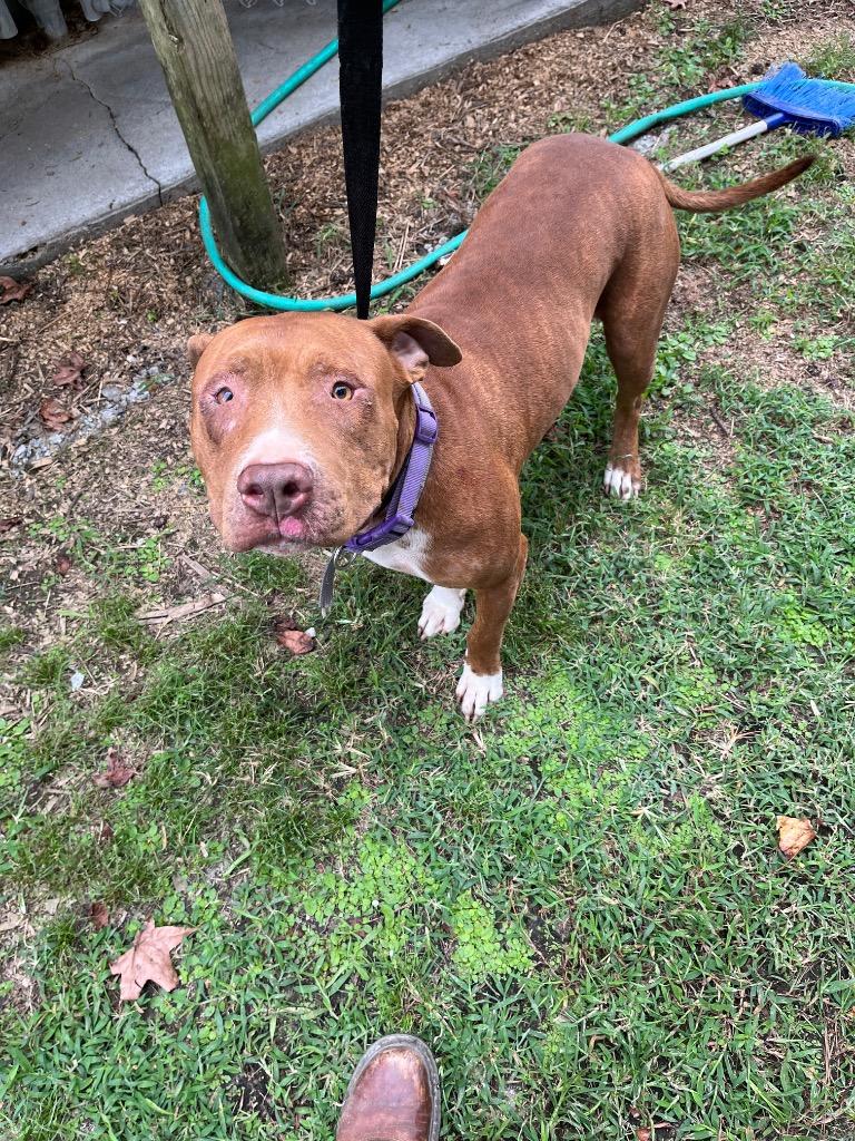Enlarge Blanca, a Adoptable mixed breed in Winnsboro, SC image 1/1