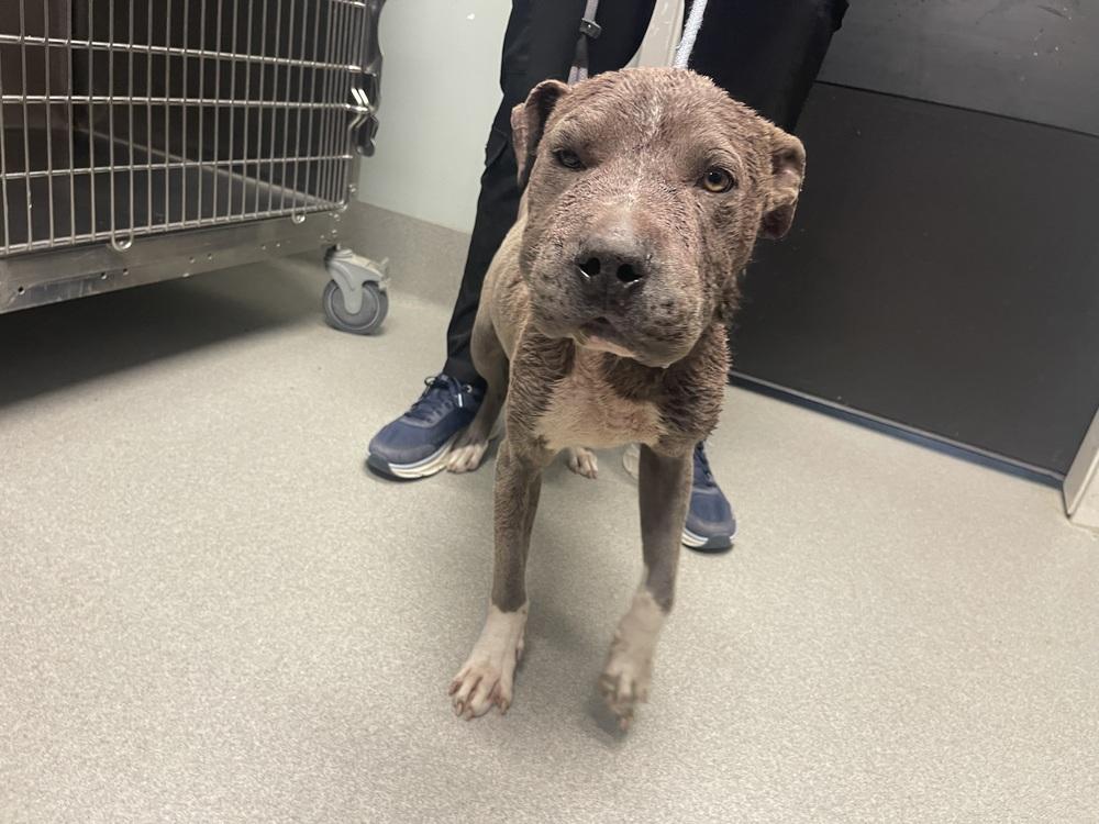 Slate, Adopted, Adult Male Pit Bull Terrier.
