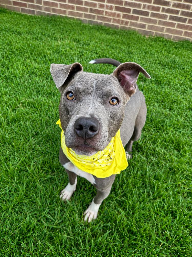 Slate, a Adopted mixed breed in Dickson, TN image 2/2
