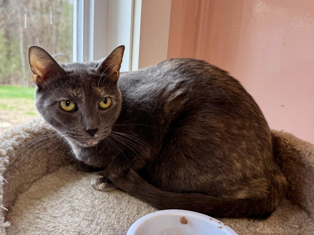 Skipper, Adoptable, Young Female Domestic Short Hair.