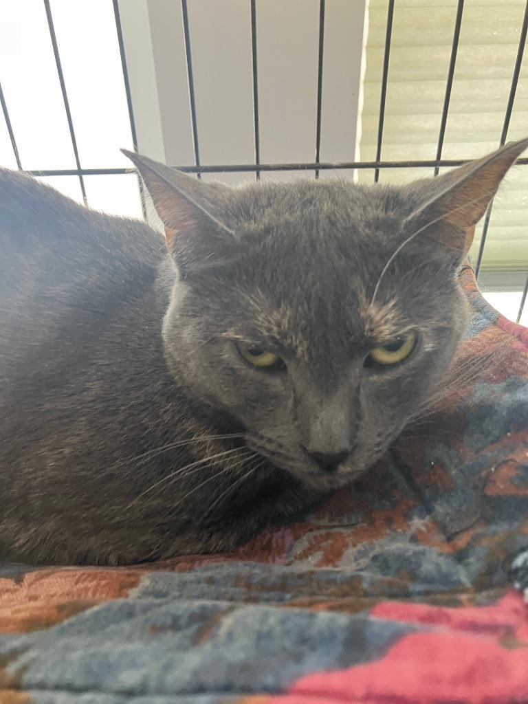 Skipper, Adoptable, Young Female Domestic Short Hair.