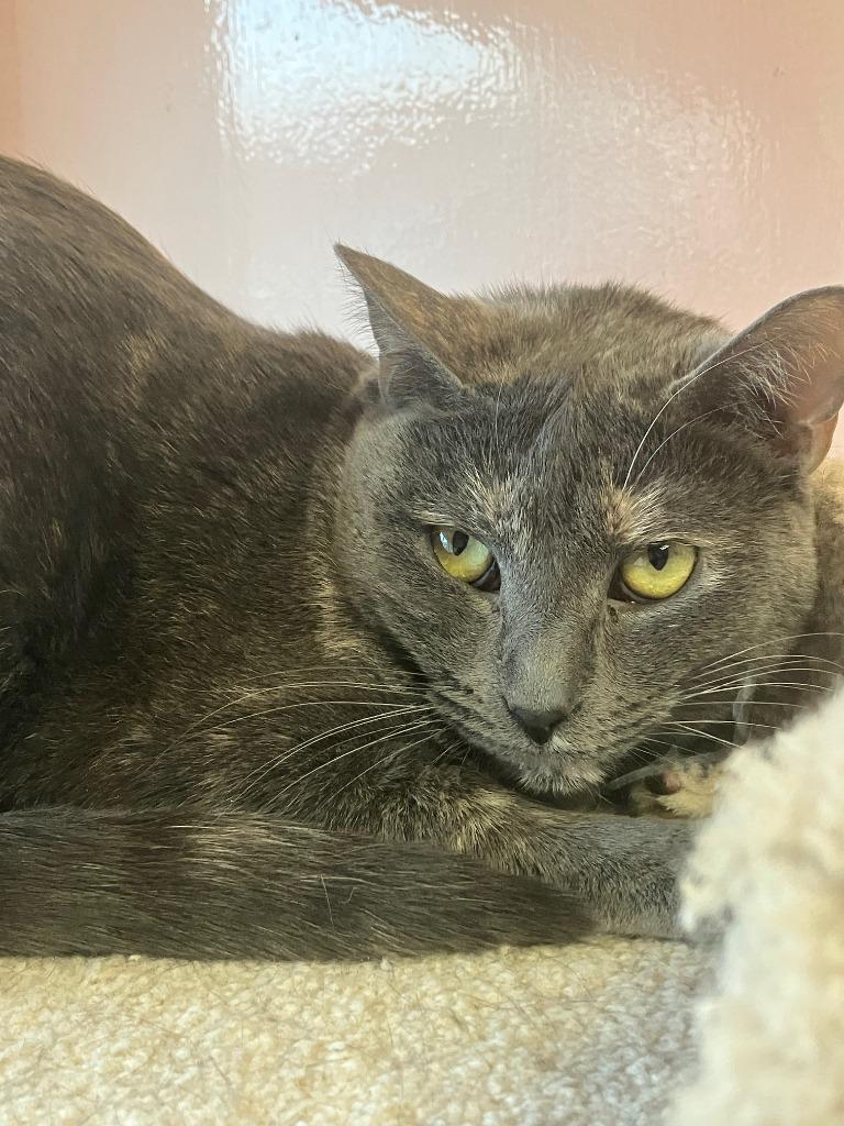 Enlarge Skipper, a Adoptable mixed breed in Lunenburg, MA image 2/2