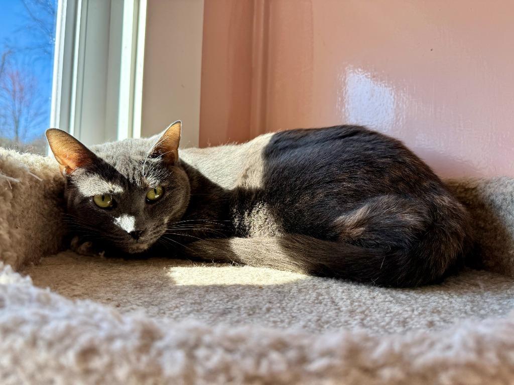 Skipper, a Adoptable mixed breed in Lunenburg, MA image 4/4