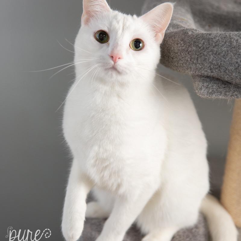 Enlarge Adele, a Adoptable Domestic Short Hair in Springfield, MO image 1/6