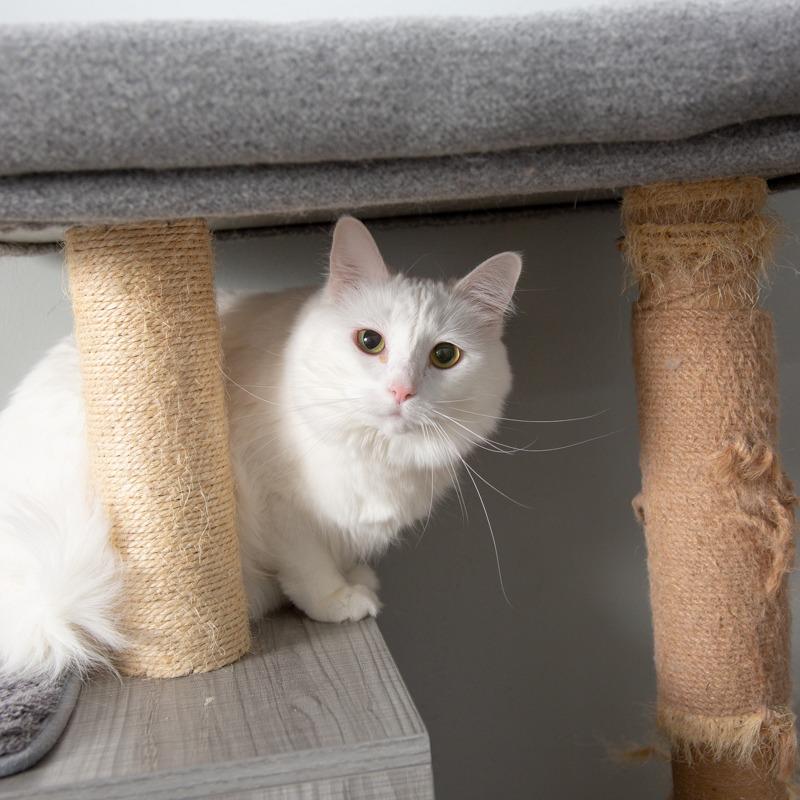 Enlarge Adele, a Adoptable Domestic Short Hair in Springfield, MO image 3/6