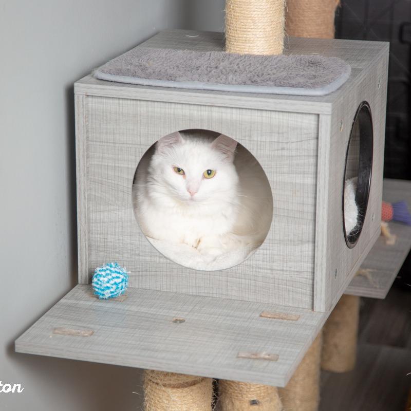 Enlarge Adele, a Adoptable Domestic Short Hair in Springfield, MO image 5/6