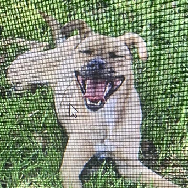 Enlarge Tina (Sweet Girl), a Adoptable Mixed Breed in Midland, TX image 1/4