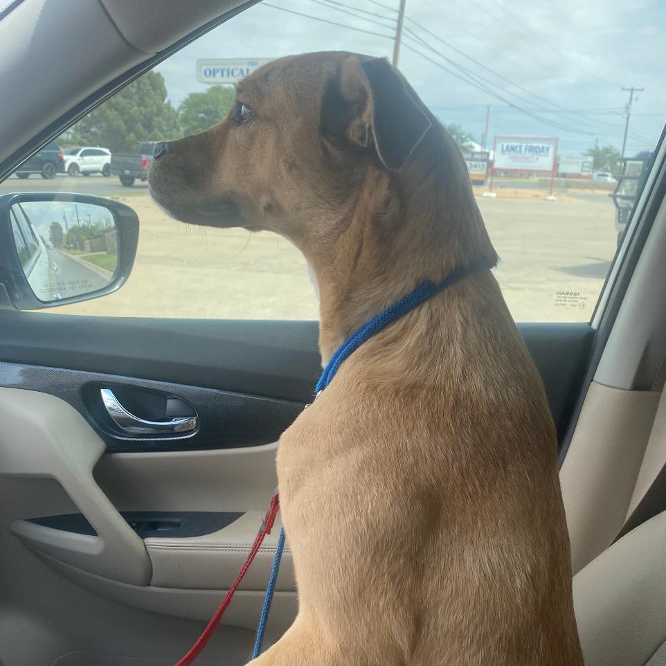Enlarge Tina (Sweet Girl), a Adoptable Mixed Breed in Midland, TX image 2/5