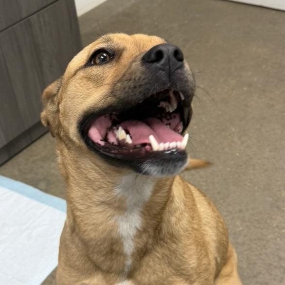 Enlarge Tina (Sweet Girl), a Adoptable Mixed Breed in Midland, TX image 3/4