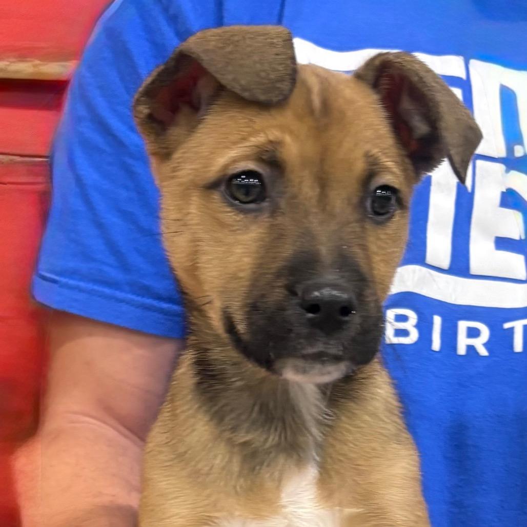 Enlarge Tina (Sweet Girl), a Adoptable Mixed Breed in Midland, TX image 4/4