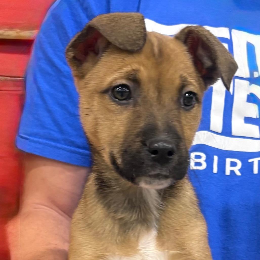 Enlarge Tina (Sweet Girl), a Adoptable Mixed Breed in Midland, TX image 4/5