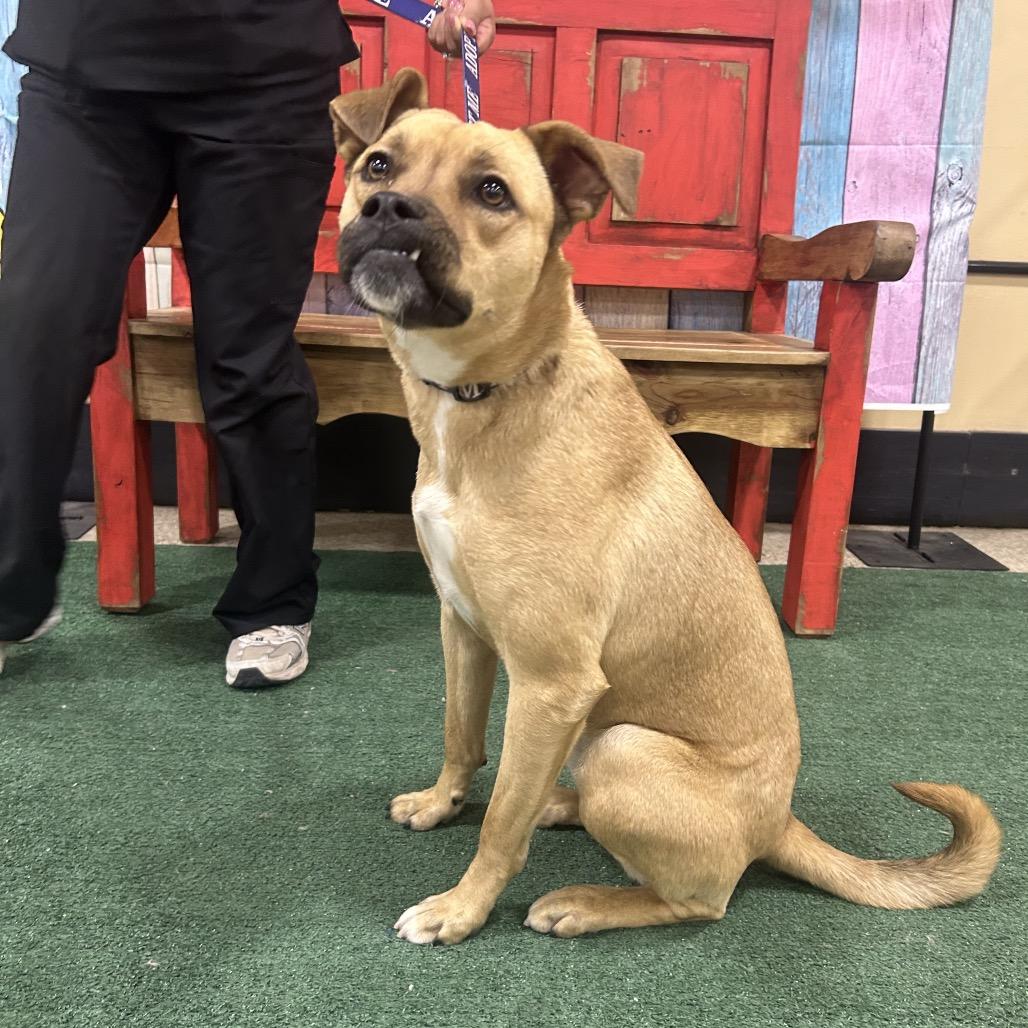 Enlarge Tina (Sweet Girl), a Adoptable Mixed Breed in Midland, TX image 5/5