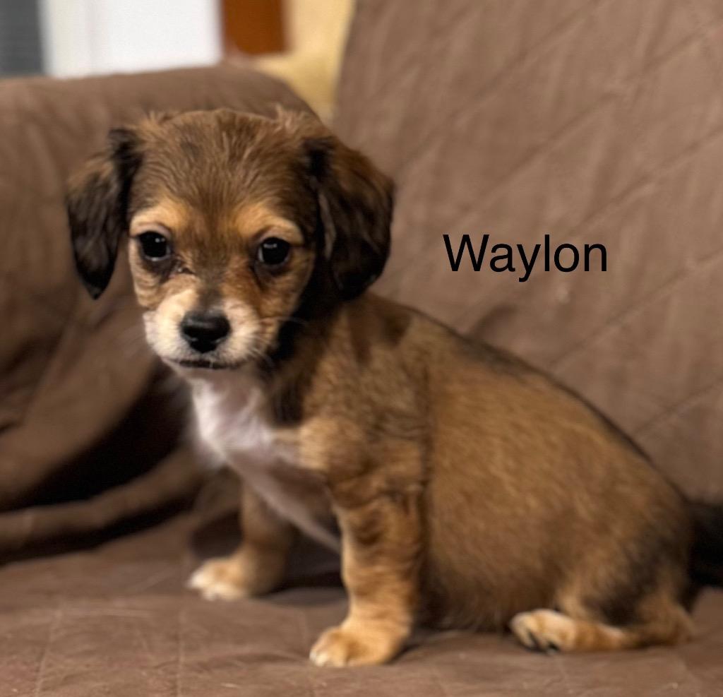 Enlarge Waylon, a Adoptable mixed breed in Junction, TX image 1/5