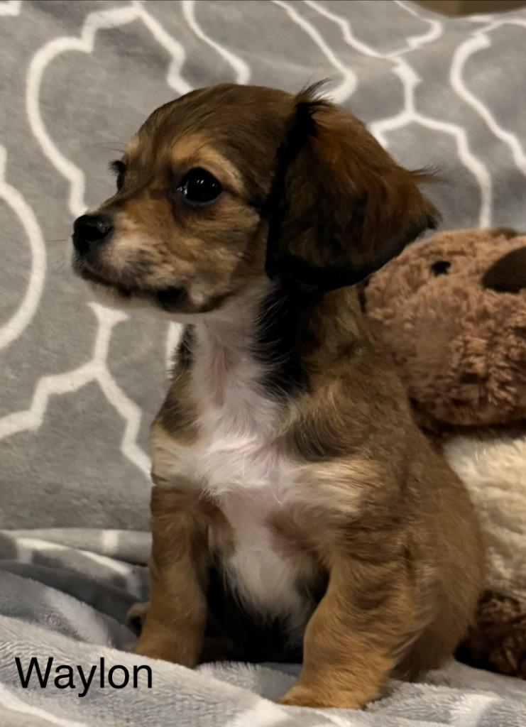 Enlarge Waylon, a Adoptable mixed breed in Junction, TX image 2/5