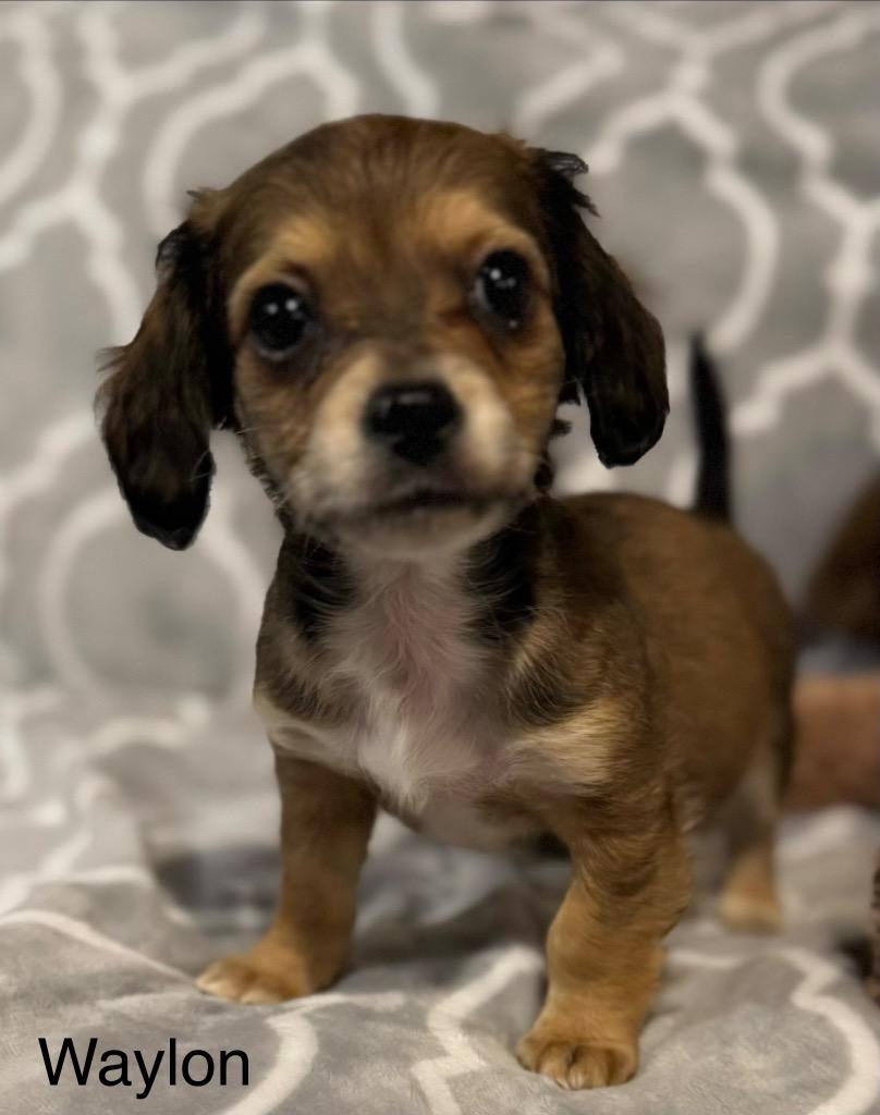 Enlarge Waylon, a Adoptable mixed breed in Junction, TX image 3/5