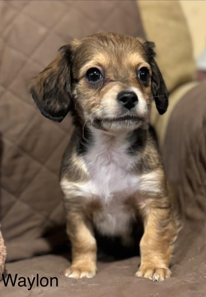 Enlarge Waylon, a Adoptable mixed breed in Junction, TX image 4/5