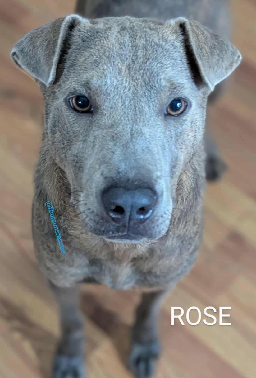 Enlarge Rose, a Adoptable mixed breed in Cameron, NC image 2/5