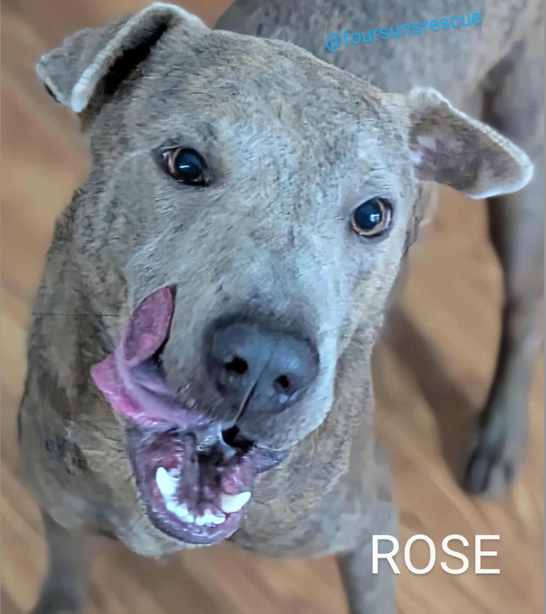 Enlarge Rose, a Adoptable mixed breed in Cameron, NC image 3/5