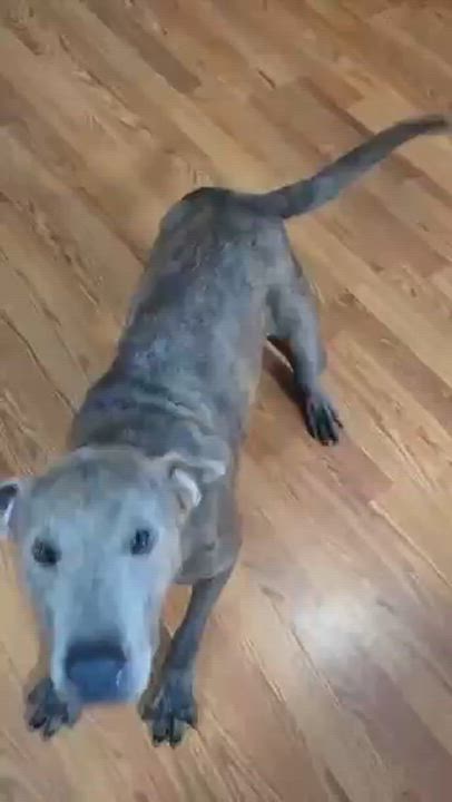 Enlarge Rose, a Adoptable mixed breed in Cameron, NC video 5/5