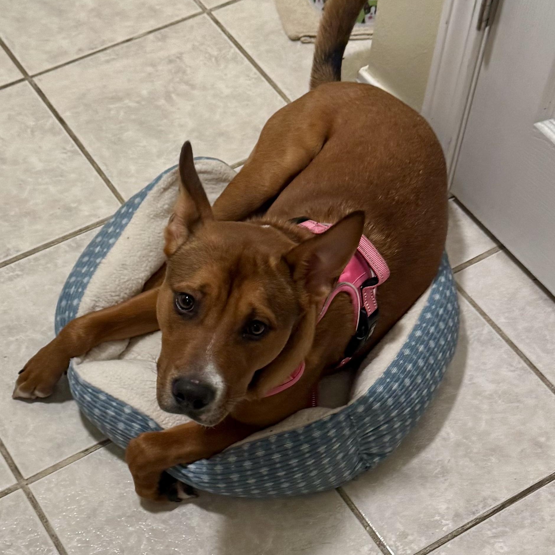 Creek, Adult Male Basenji