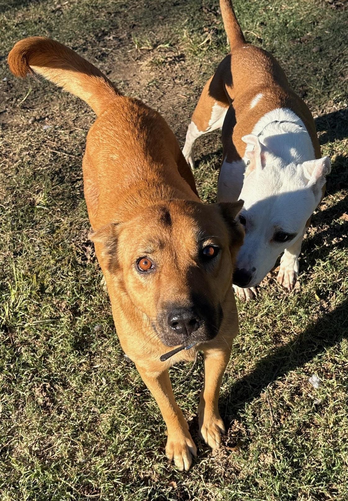 Enlarge Lola, a Adoptable mixed breed in Calera, AL image 1/5