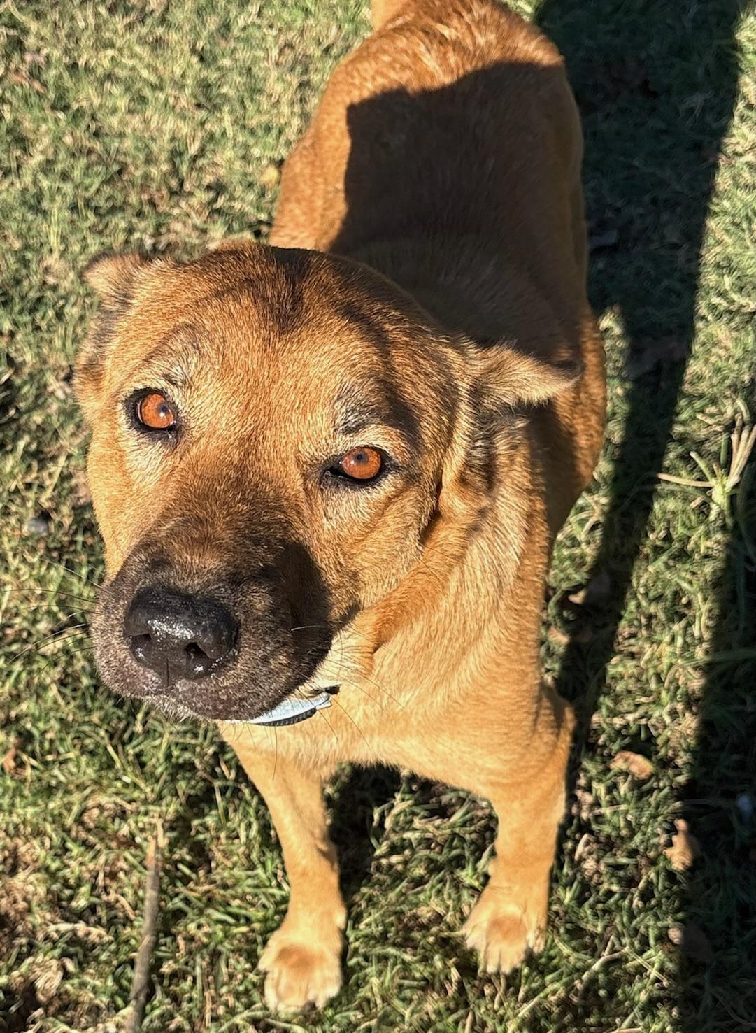 Enlarge Lola, a Adoptable mixed breed in Calera, AL image 5/5