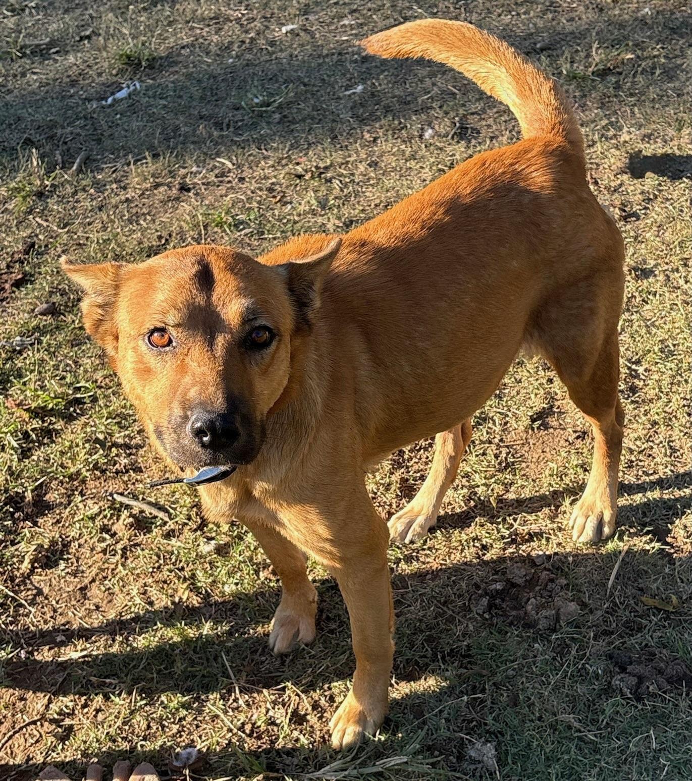 Enlarge Lola, a Adoptable mixed breed in Calera, AL image 4/5