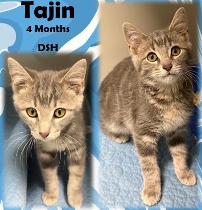 Enlarge Tajin, a ADOPTABLE Domestic Short Hair in Franklin, IN image 1/1
