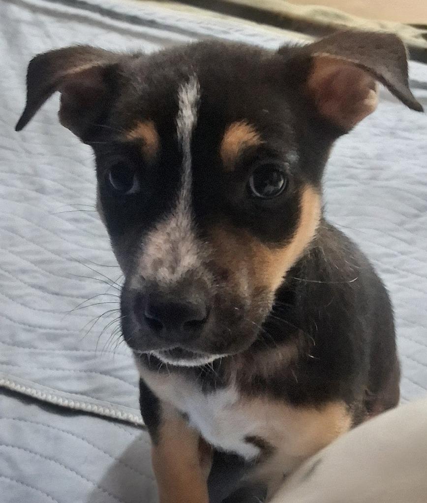 Loren/4, Adoptable, Puppy Male Cattle Dog & German Shepherd Dog.