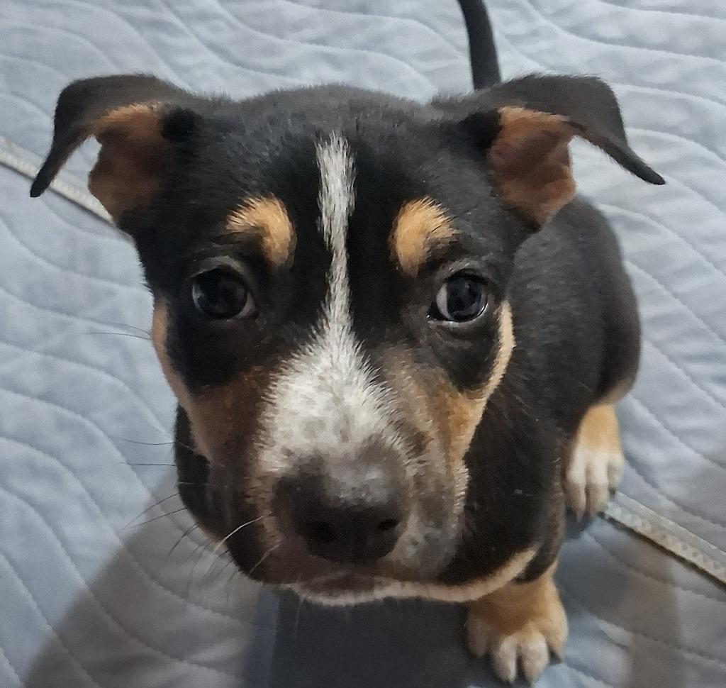 Enlarge Loren/4, a Adoptable mixed breed in Thompson Falls, MT image 2/3