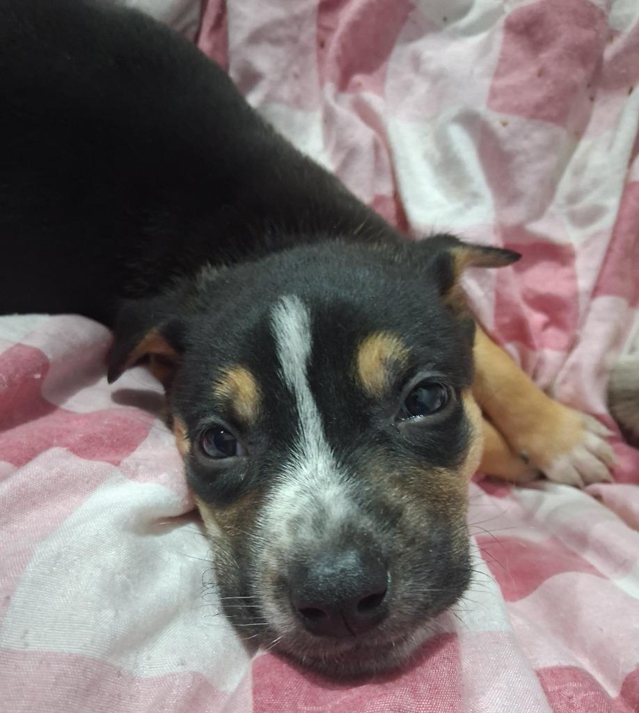 Enlarge Loren/4, a Adoptable mixed breed in Thompson Falls, MT image 3/3