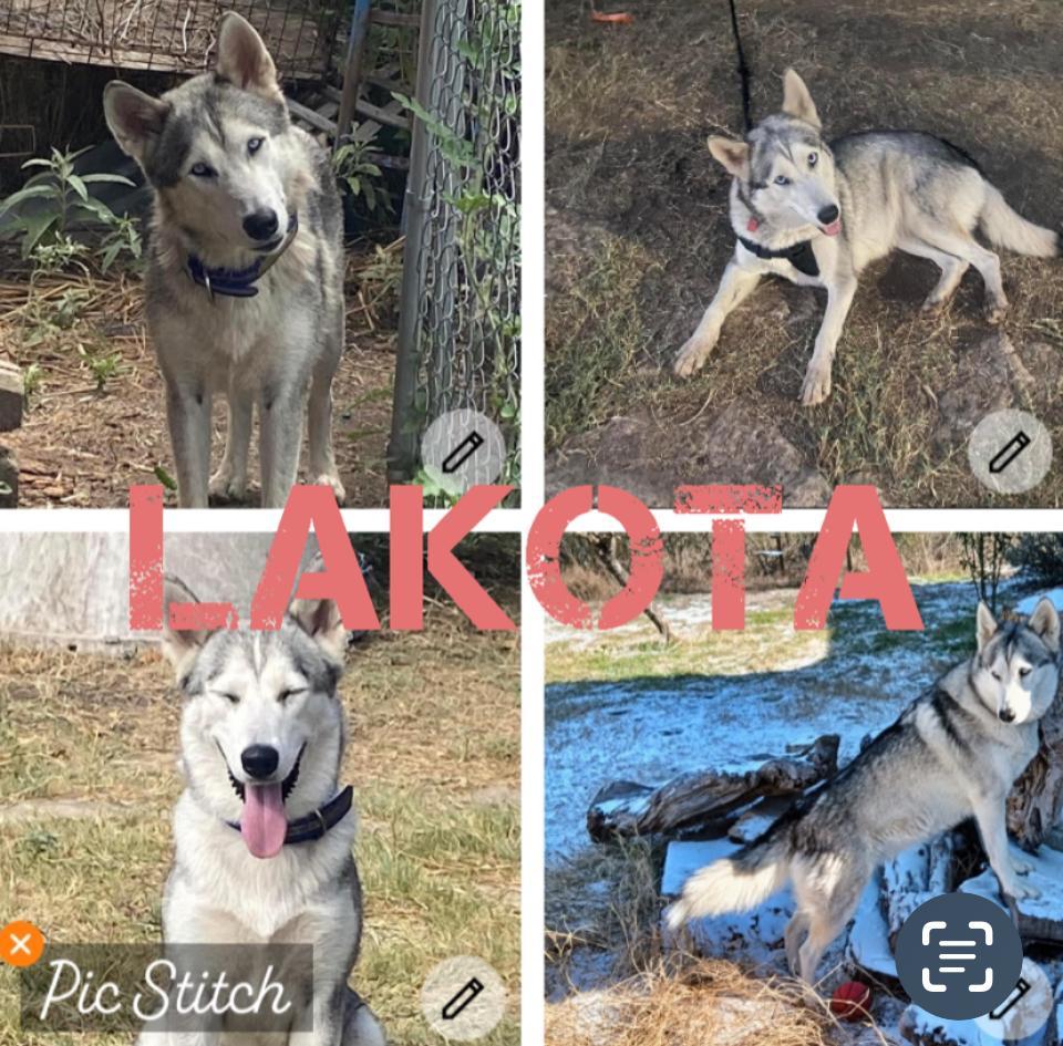 Lakota, Adult Female Siberian Husky