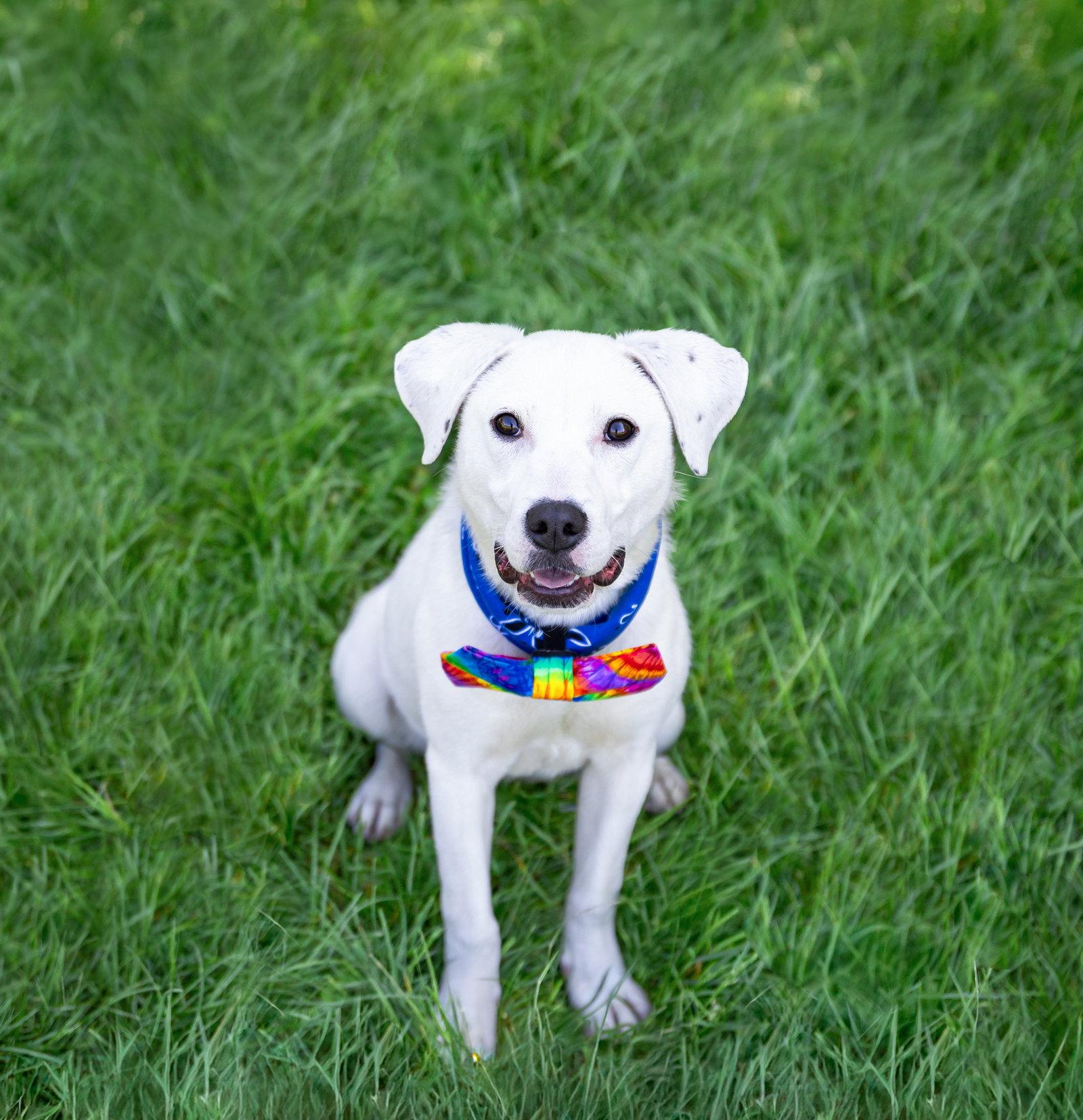 Snowball, Adoptable, Young Male Labrador Retriever & Terrier.
