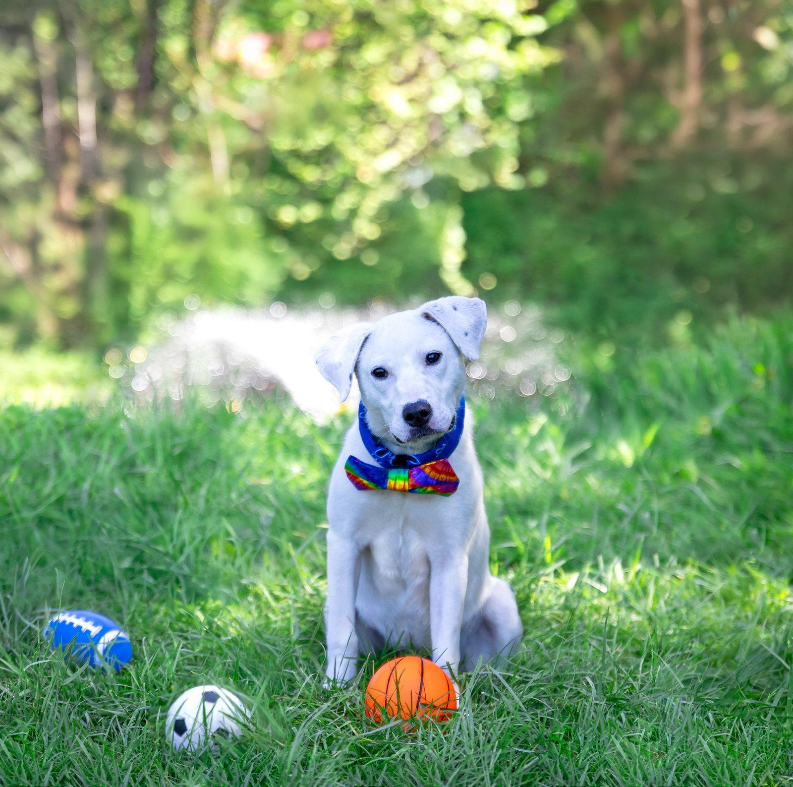 Snowball, a Adoptable mixed breed in Coatesville, PA image 3/3