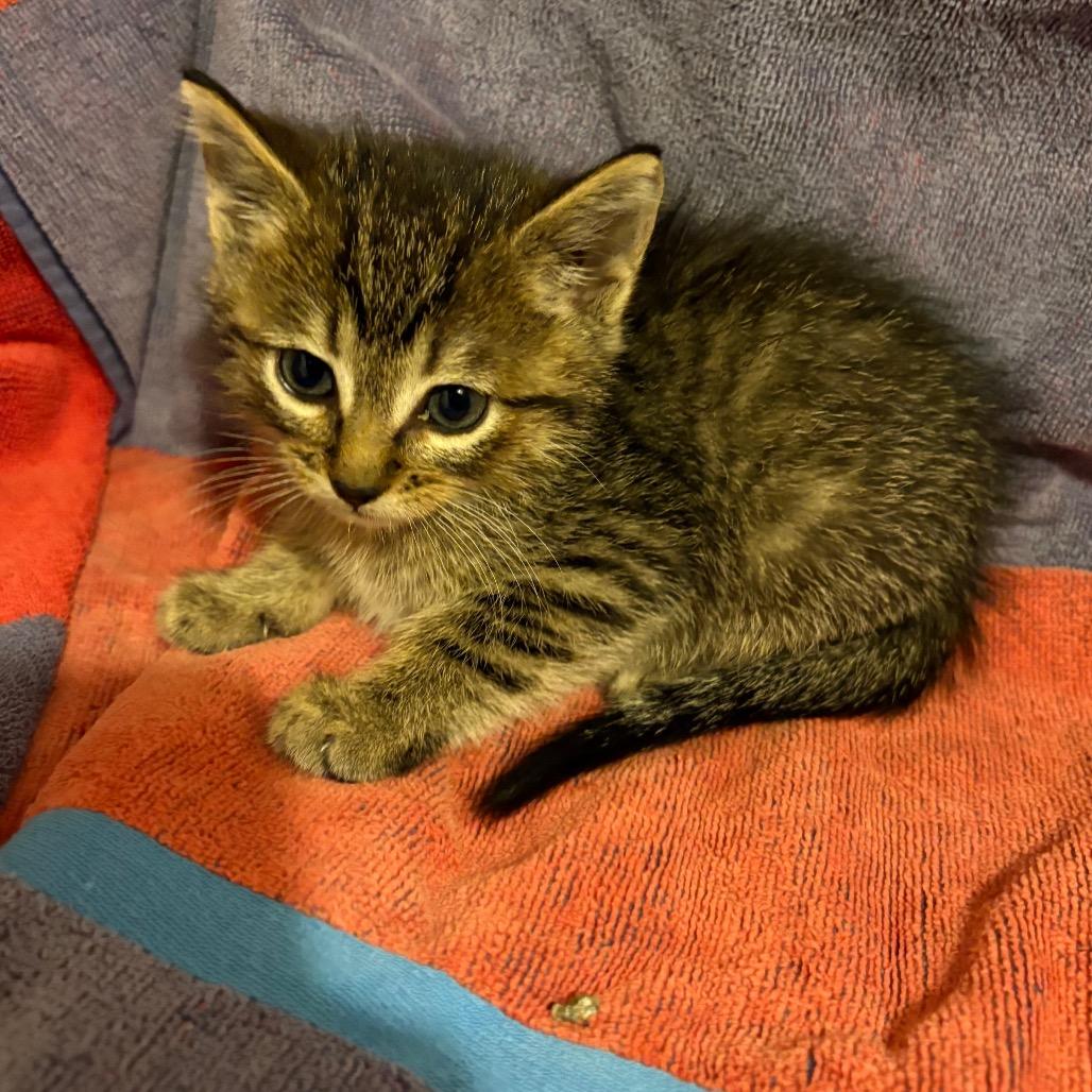 Enlarge Trisha Yearwood, a Adoptable Domestic Short Hair in Crookston, MN image 2/2