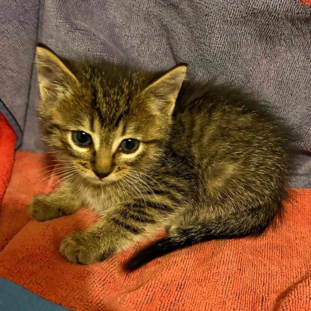 Trisha Yearwood, Adoptable, Kitten Female Domestic Short Hair.