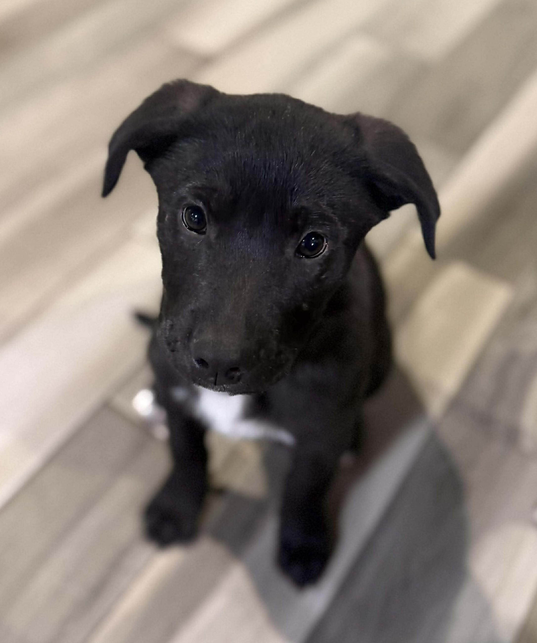 Enlarge Bitsy, an adopted Mixed Breed in Northwood, NH image 4/4