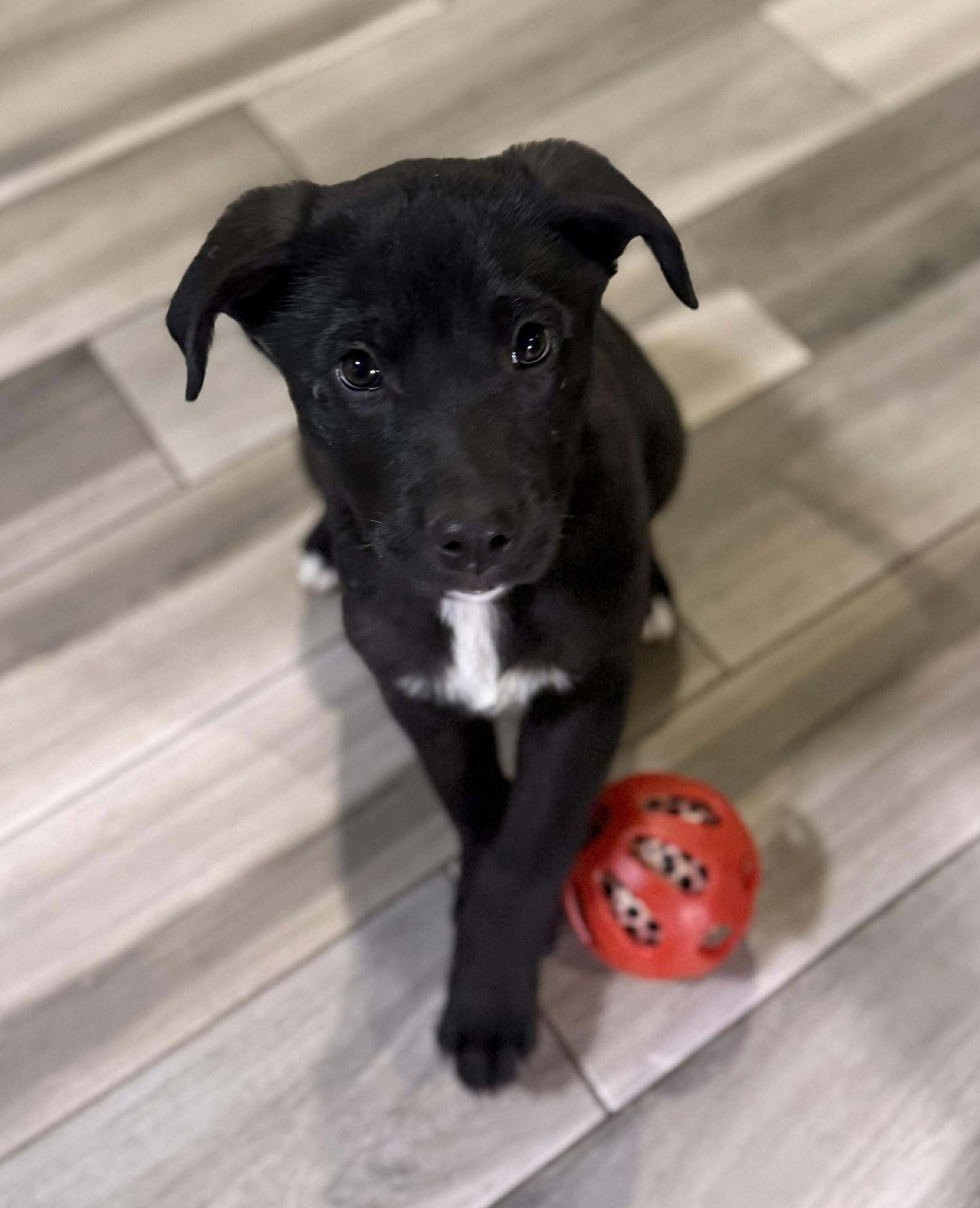 Bitsy, adopted, Puppy Female Mixed Breed.