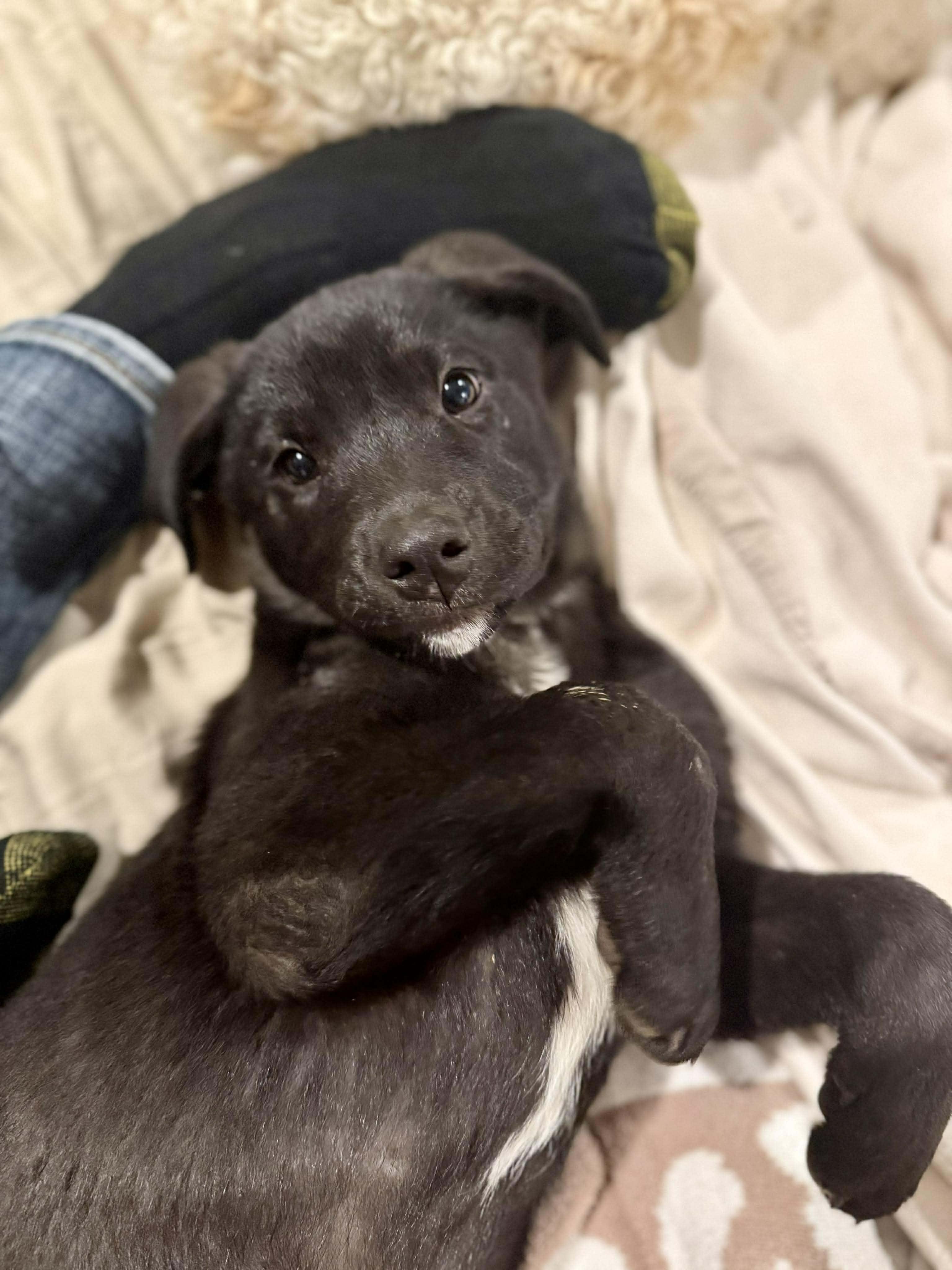 Enlarge Bitsy, an adopted Mixed Breed in Northwood, NH image 2/4