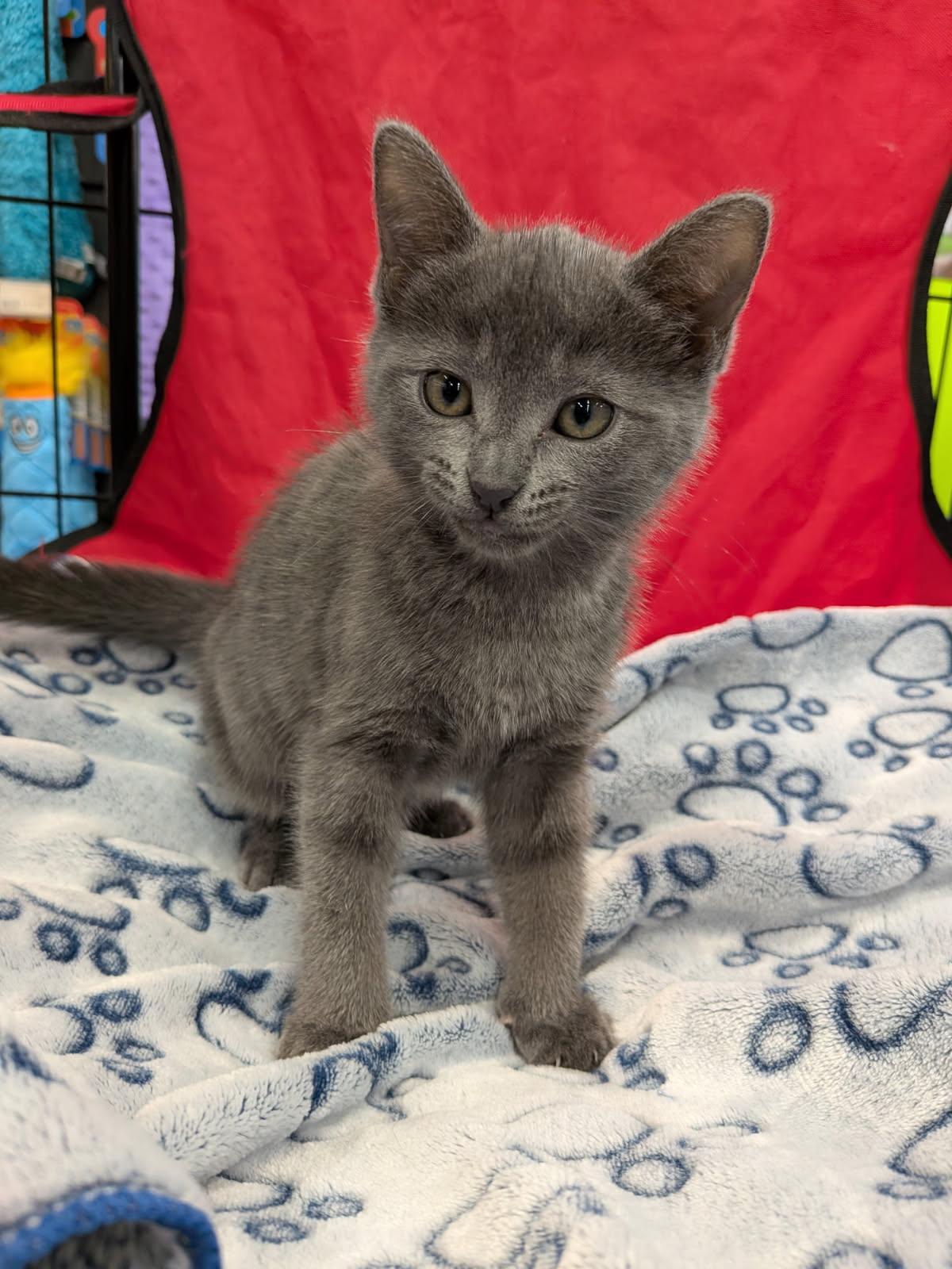 Enlarge Amulet - Preadoption ONLY, a Adoptable Domestic Short Hair in Chilliwack, BC image 1/1