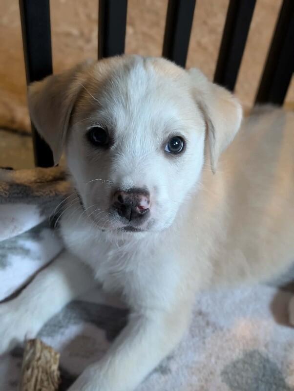 Enlarge Dax, a Adoptable mixed breed in Alma, WI image 1/6