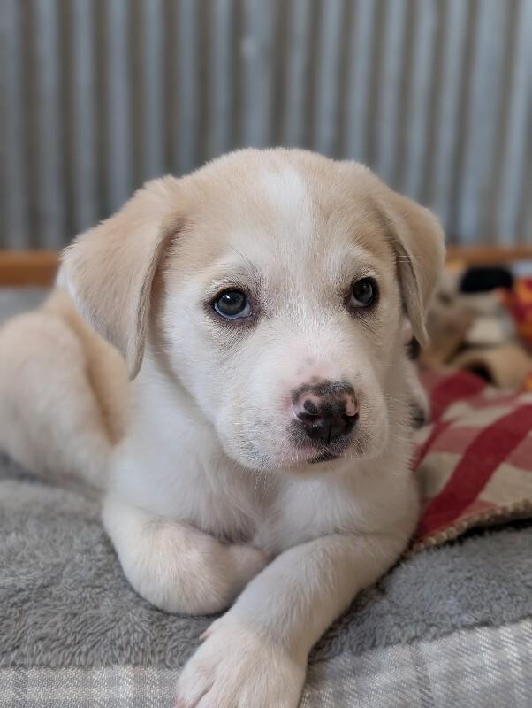 Enlarge Dax, a Adoptable mixed breed in Alma, WI image 3/6